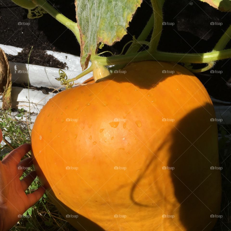 Can I pick up this huge pumpkin?