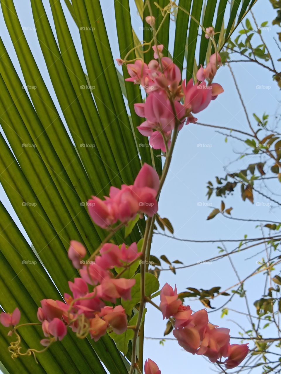 red and green tropical plants