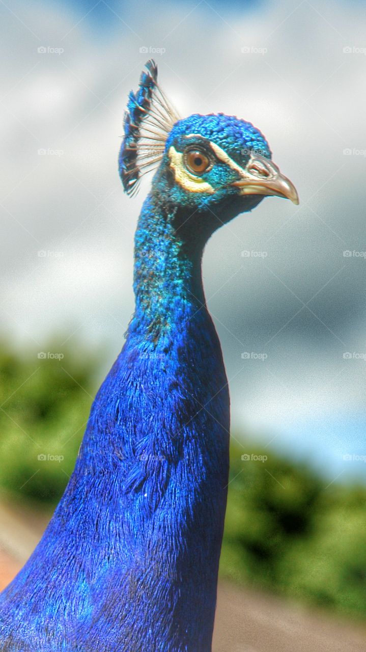 peacock
