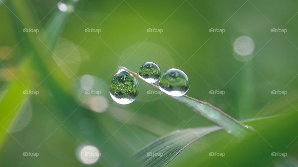 three dew drops