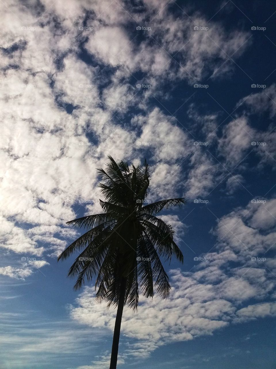 Coconut trees and beautiful sky views