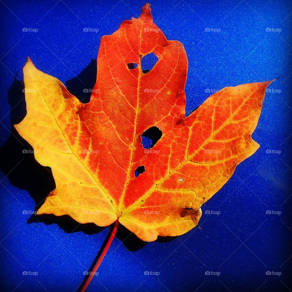 autumn leaf
