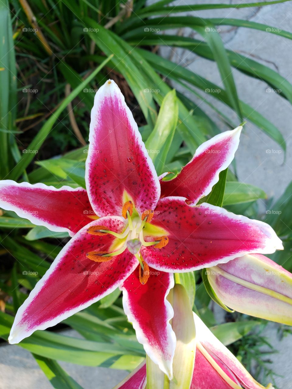 colorful lily
