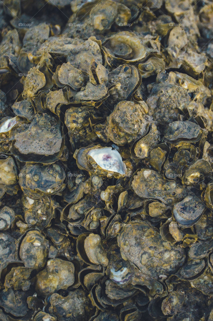 sea ​​oysters