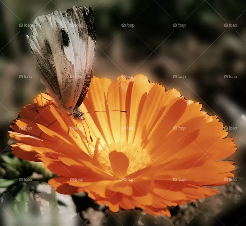 butterflies on the job of sucking the nectar