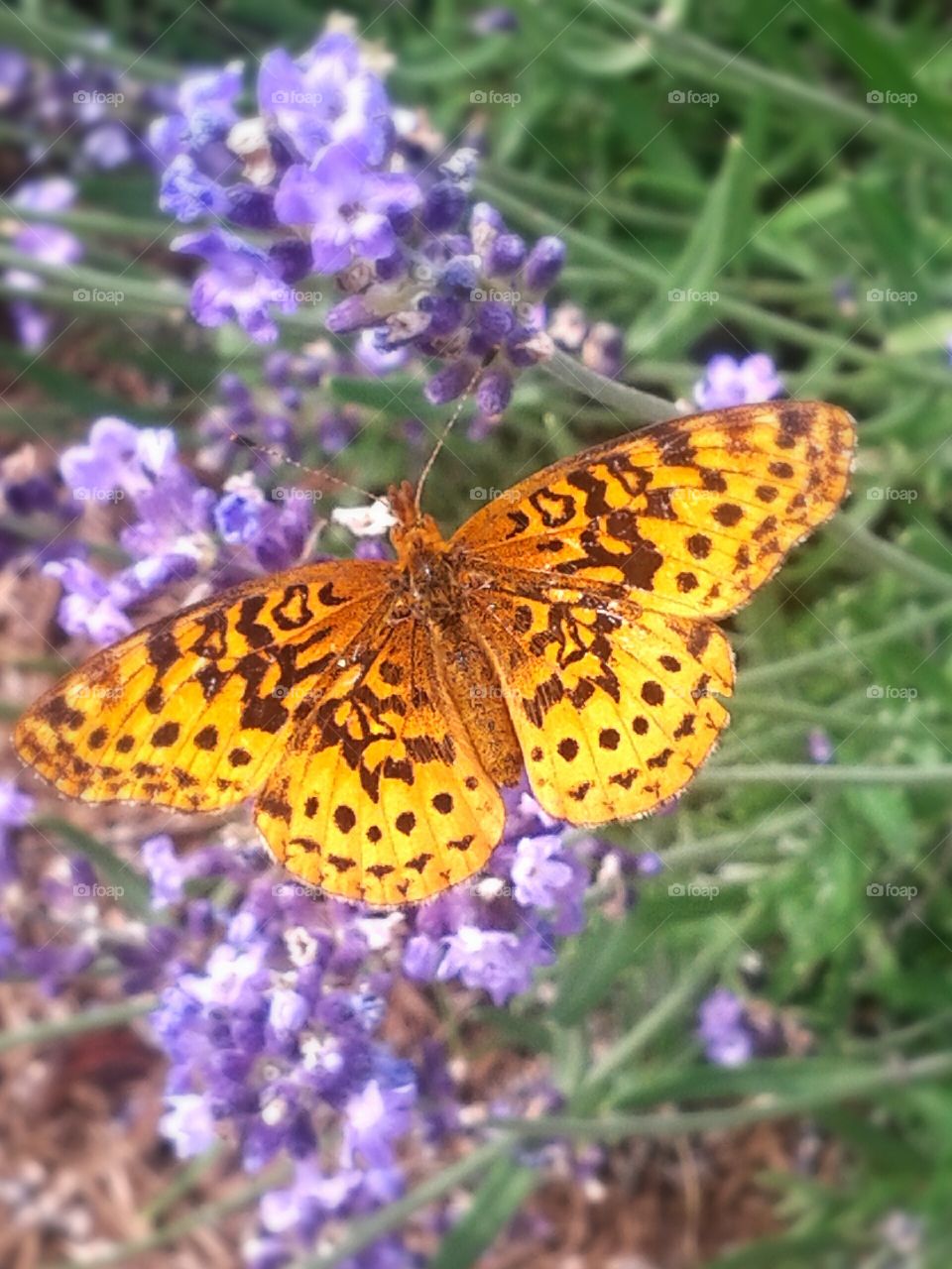 Butterfly. A beauty in the garden.