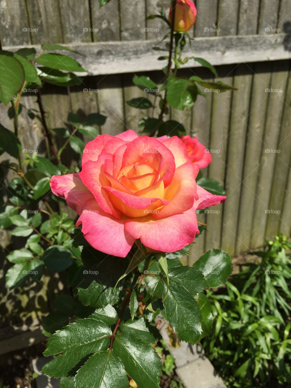 My beautiful "Peace" Rose bush! 
