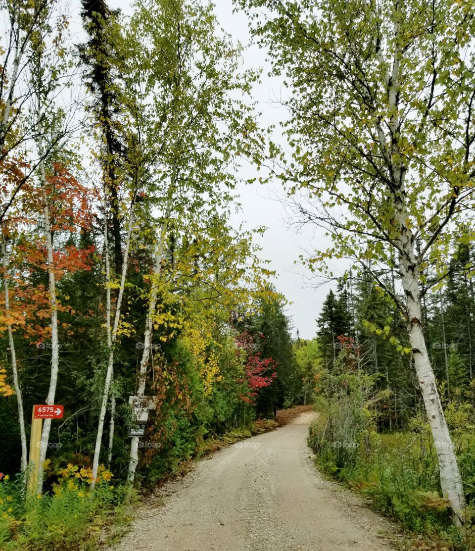 Hiking path in the Upper Peninsula of Michigan. Leaves changing as fall approaches. Some Birch trees marking the entrance.
