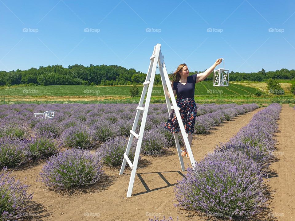 lavender field, step ladder, lantern, woman, summer, sunny day