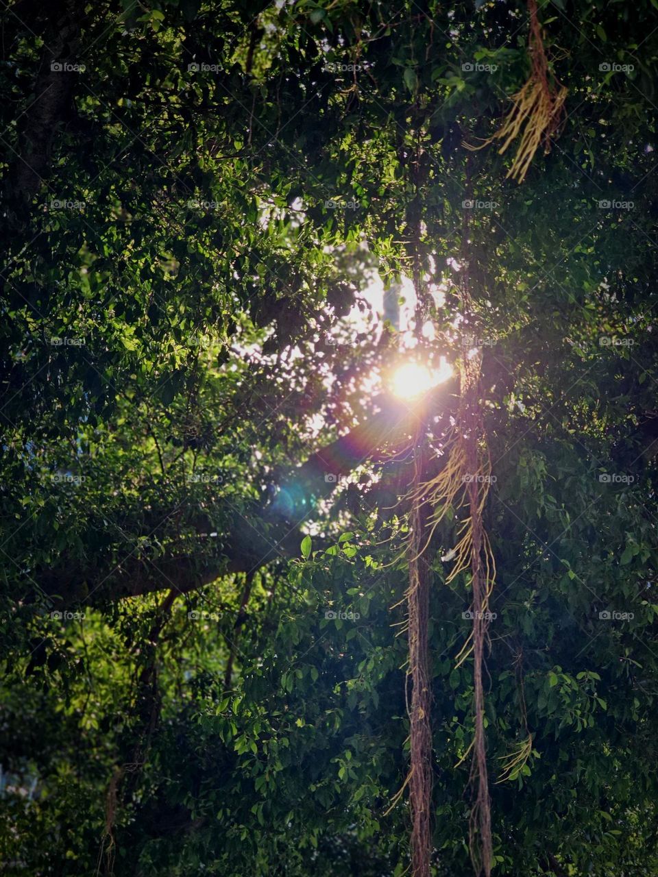 Sun through trees