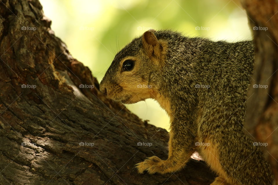 Squirrel looking back 