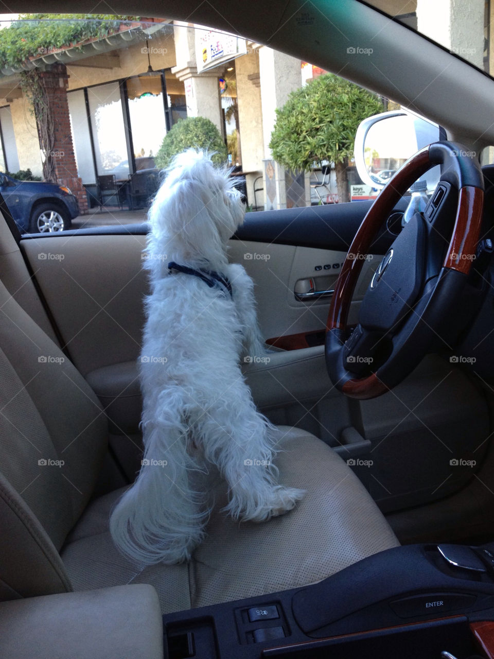 white dog driving waiting by annieadj