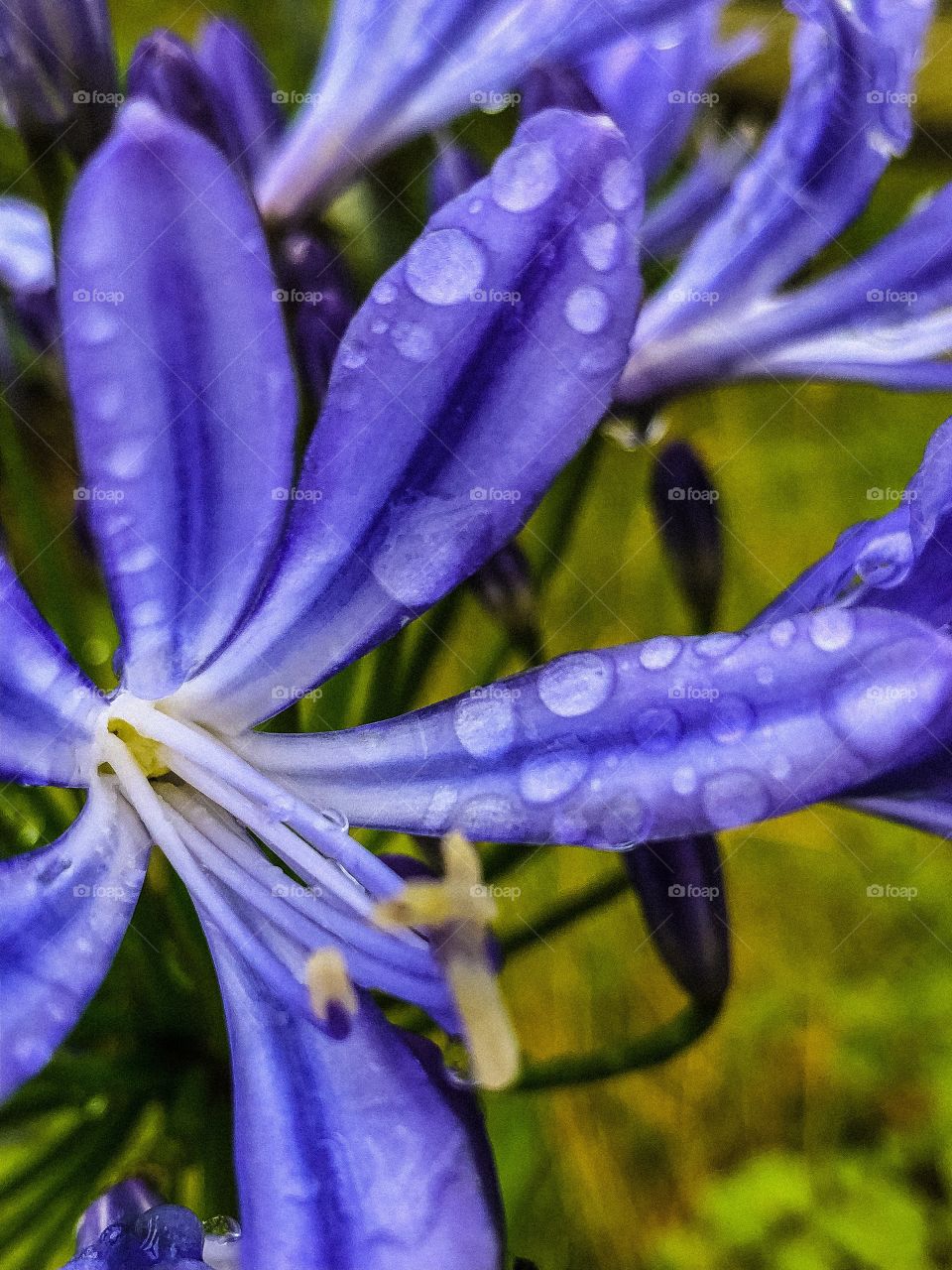 Raindrops on agapanthus