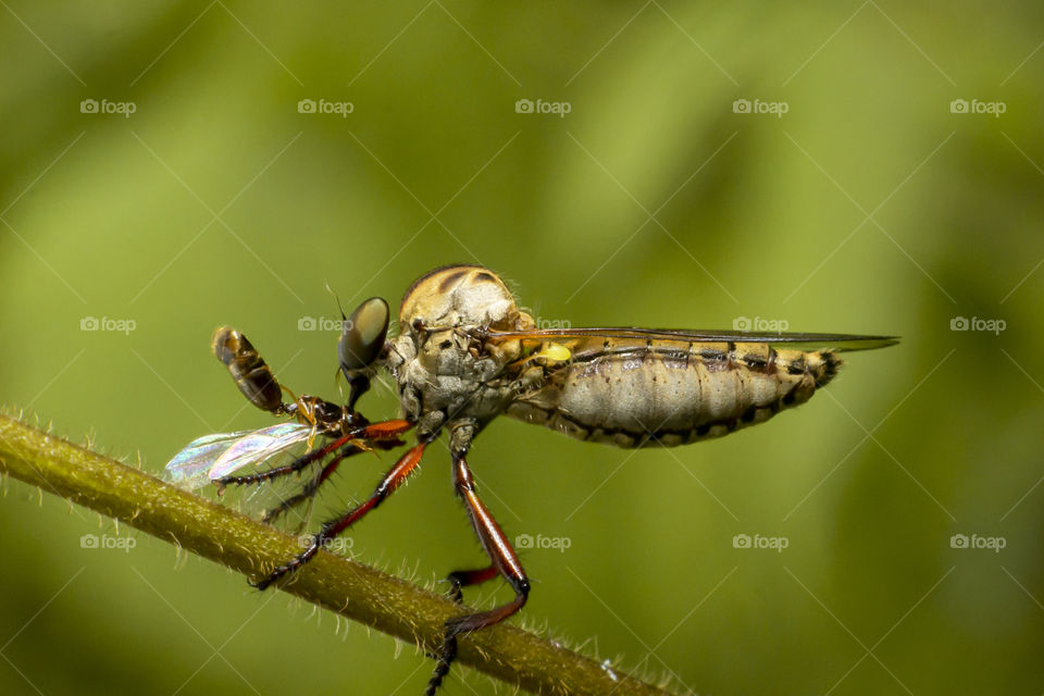 robber fly eating