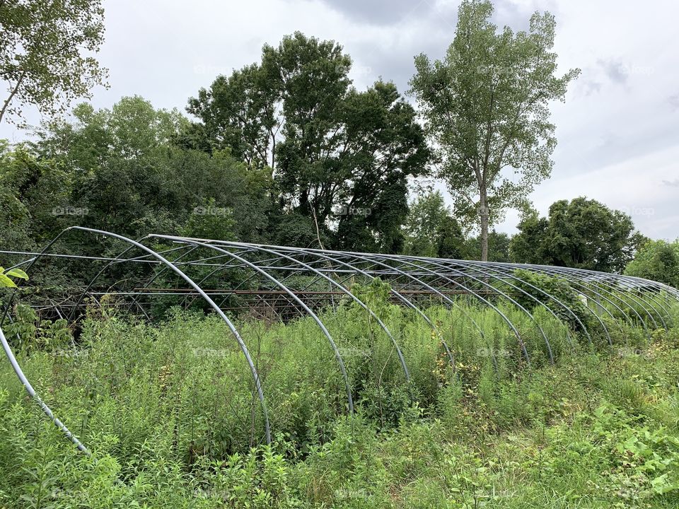 An abandoned green house in the middle of the woods, in a small town. It’s been taken over by nature. 