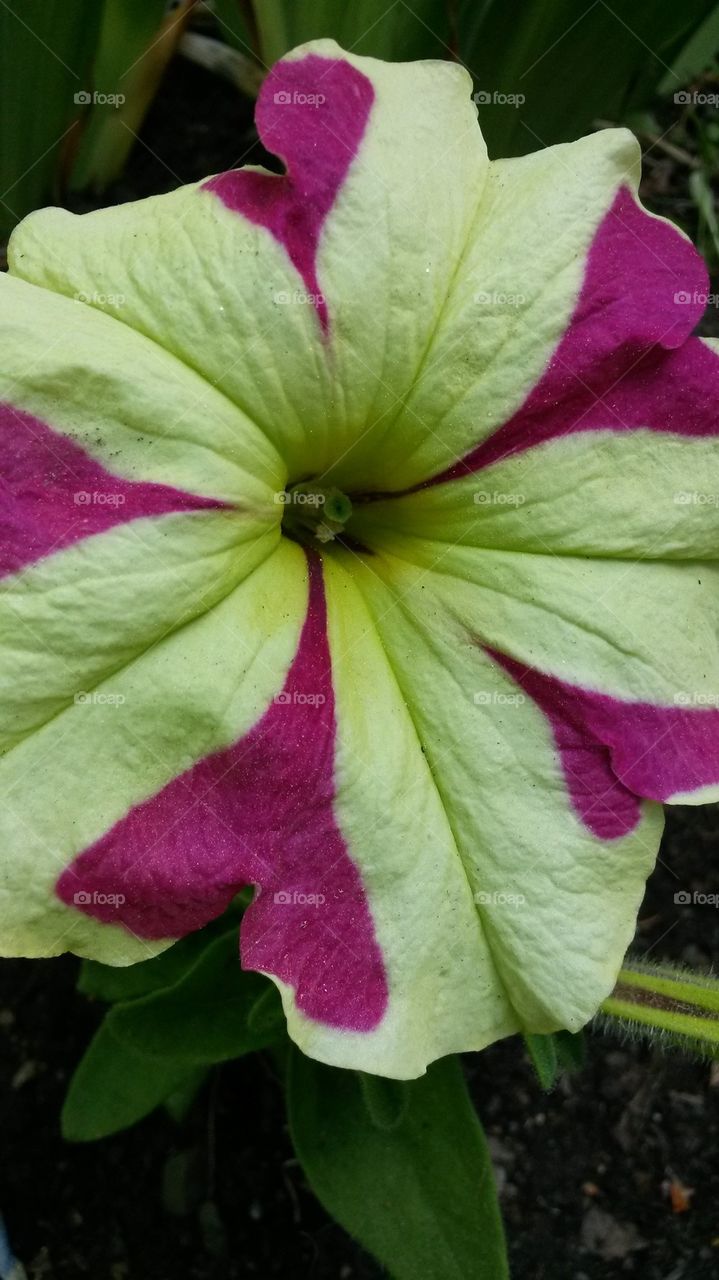 my yellow& pinkpetunias