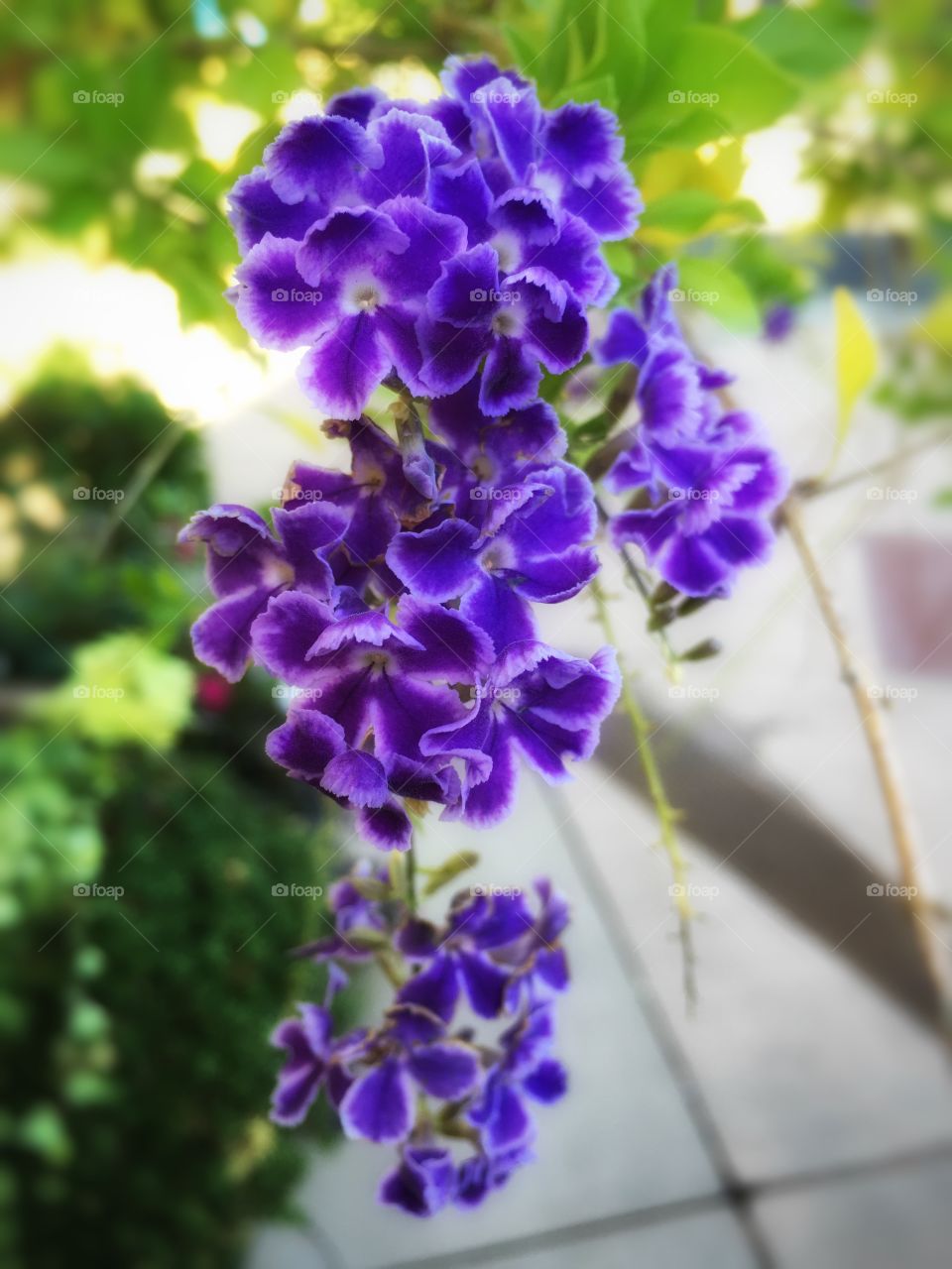 Little Purple Flowers 