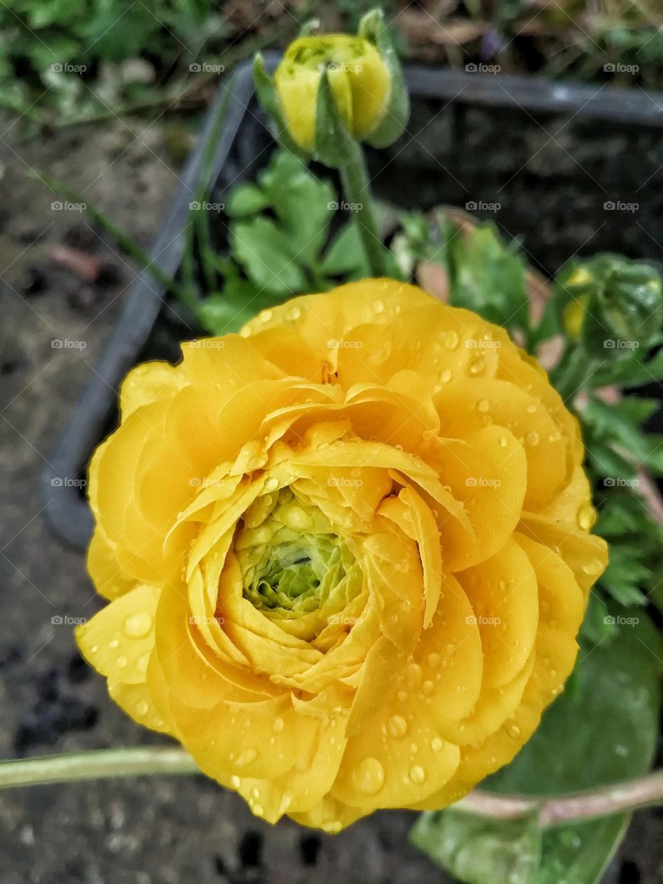 Yellow flower