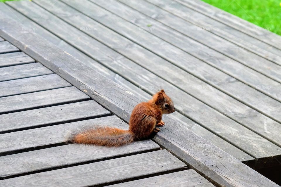 Urban nature: Wildlife, little cute squirrel baby on the wooden terrace of the townhouse 