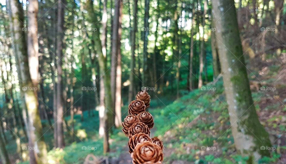 I took a walk and found art in the woods!