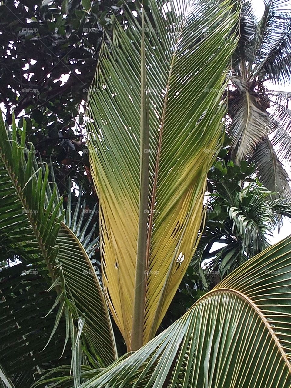 Natural design by coconut leaves