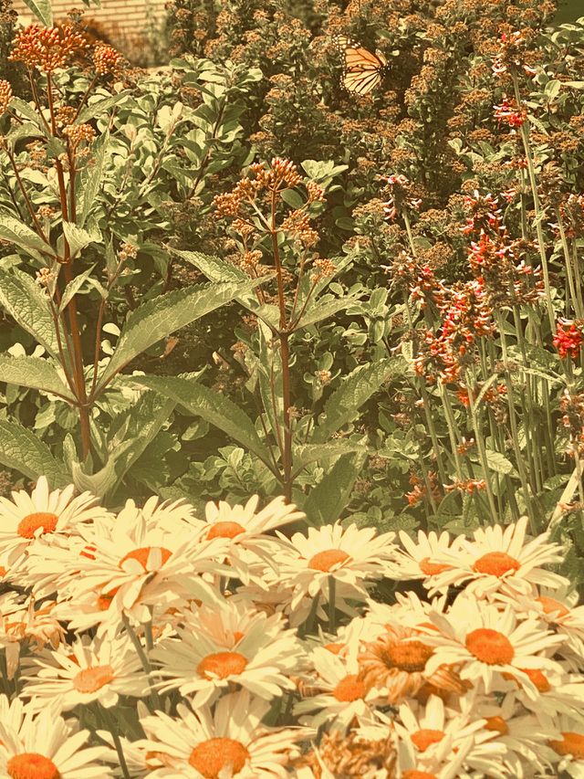 Daisies 