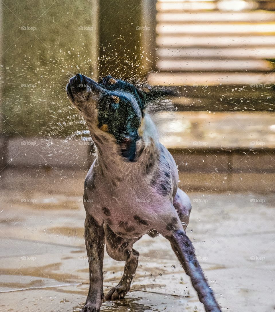 Depois do banho ele adora brincar com a agua