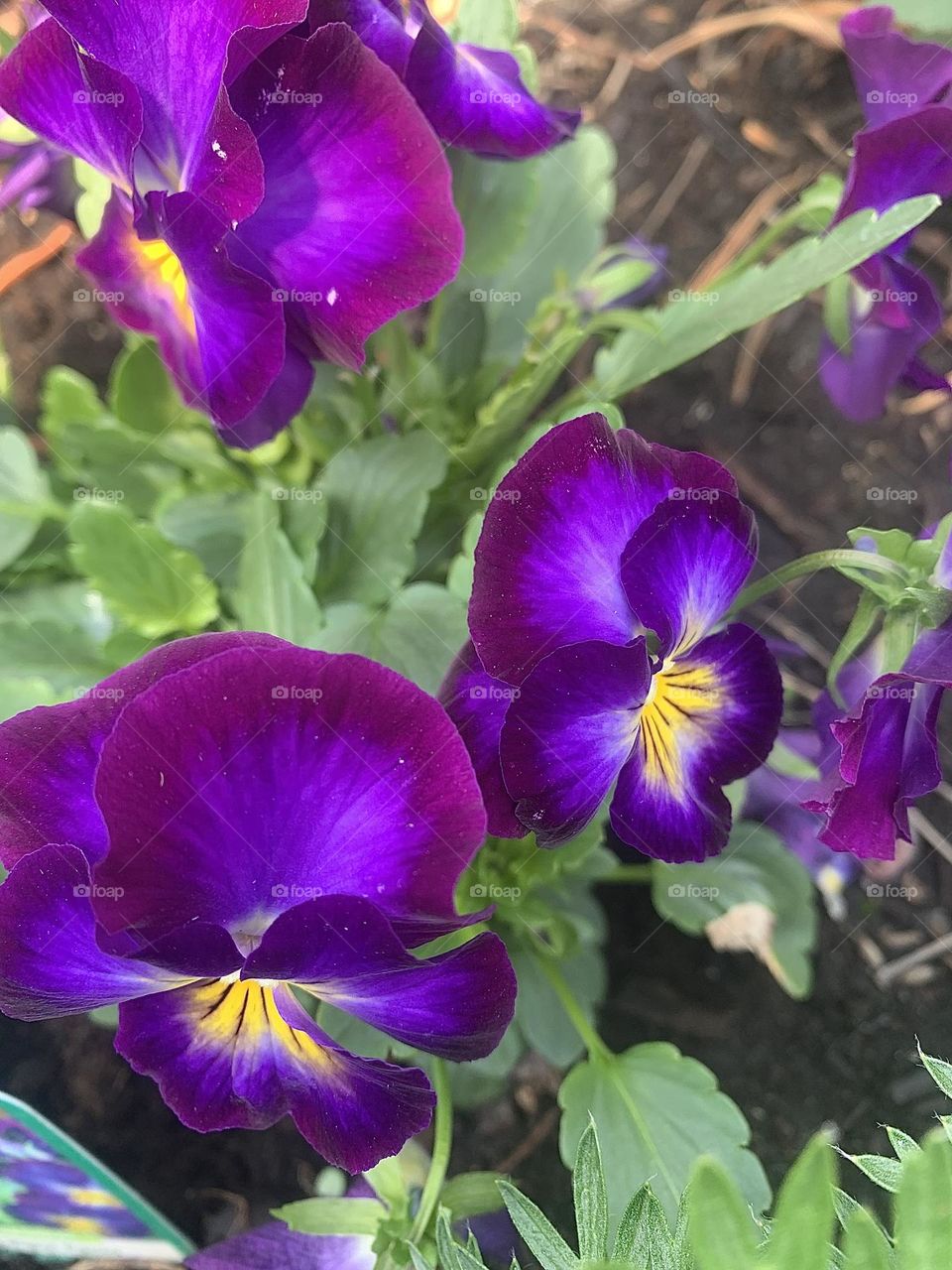 Burst of purple coloured flowers