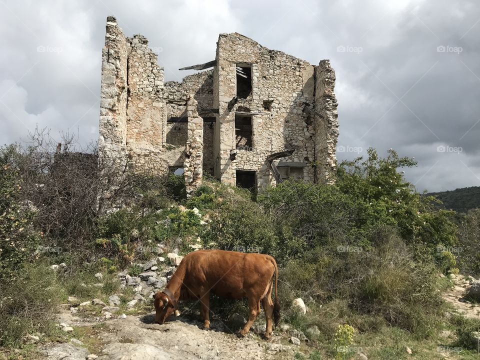 a cow near a ruin