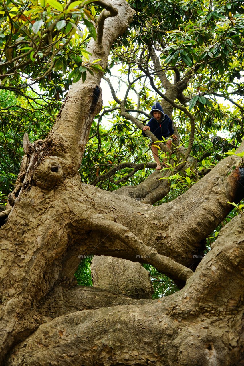 Boys Climbing Trees
