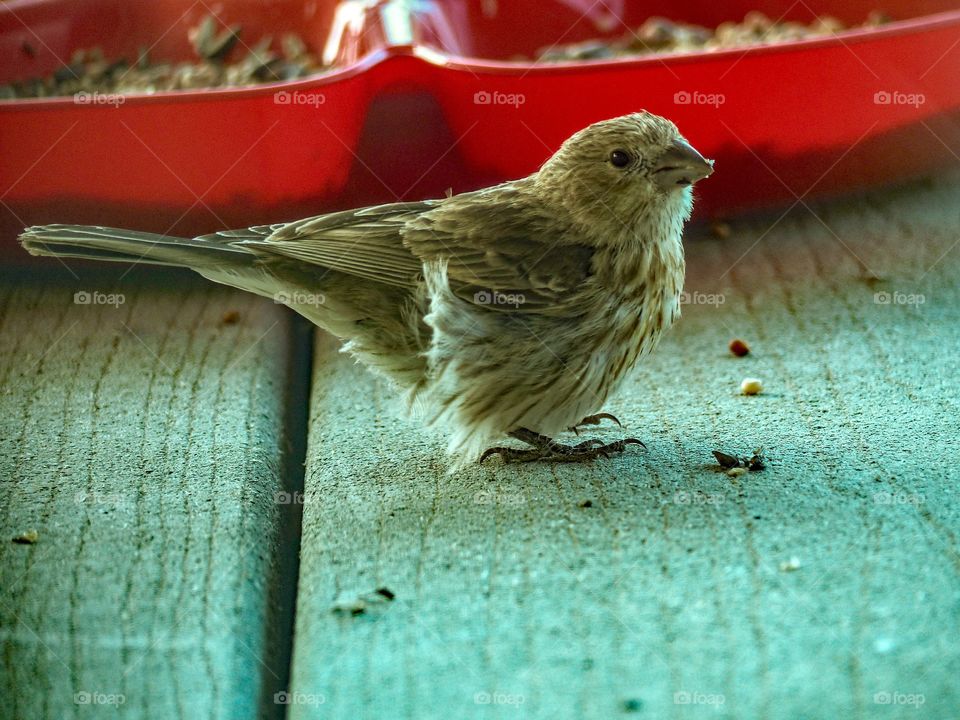 Wild bird eating seeds