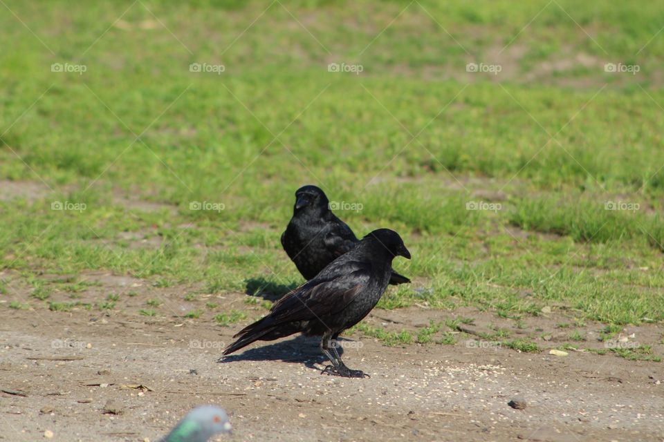 Bird, Wildlife, No Person, Animal, Nature