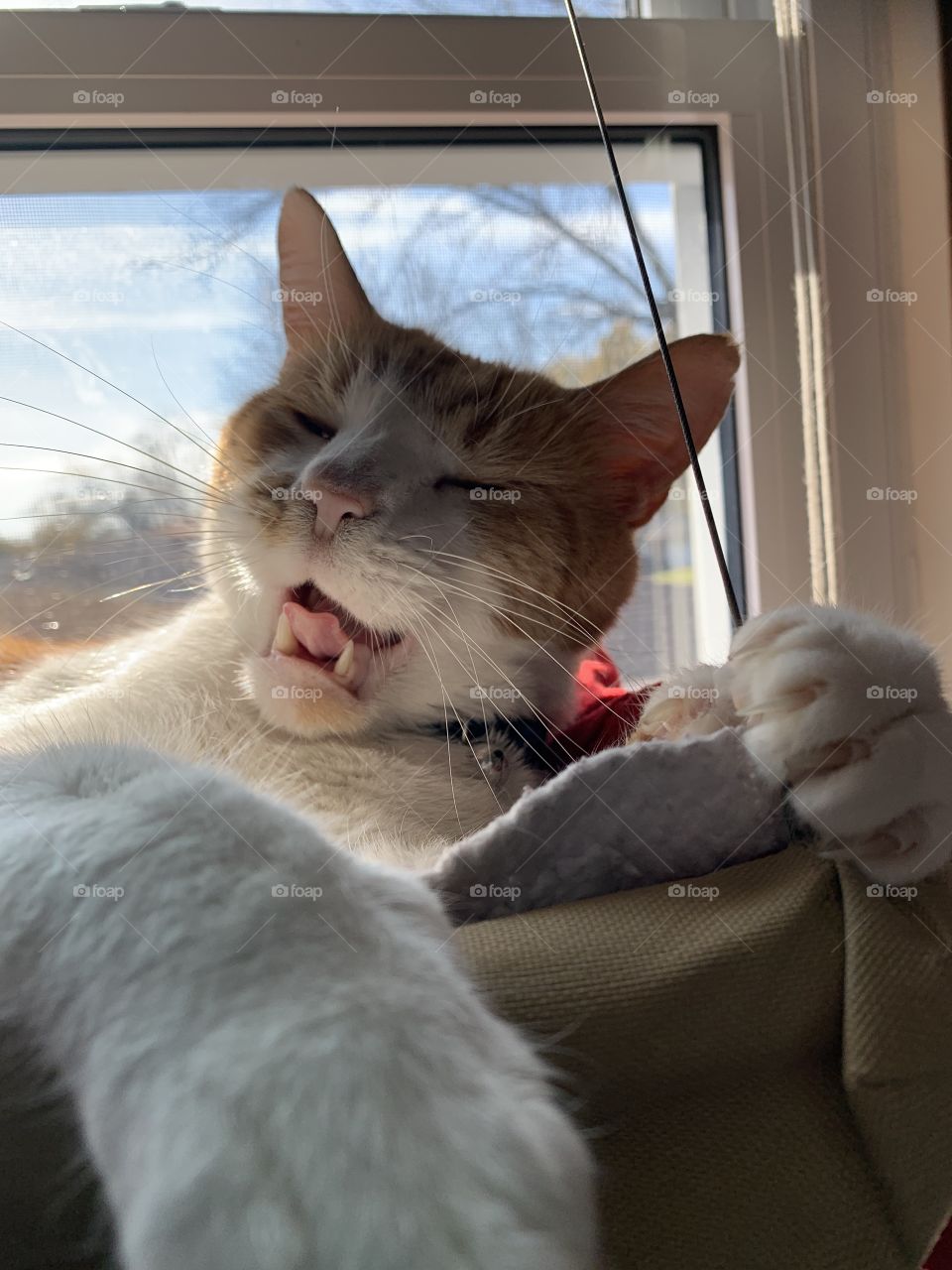 The cat does no real work, other than laze around, feed, bath itself, play, and then sleep. A good yawn must come before sleep.