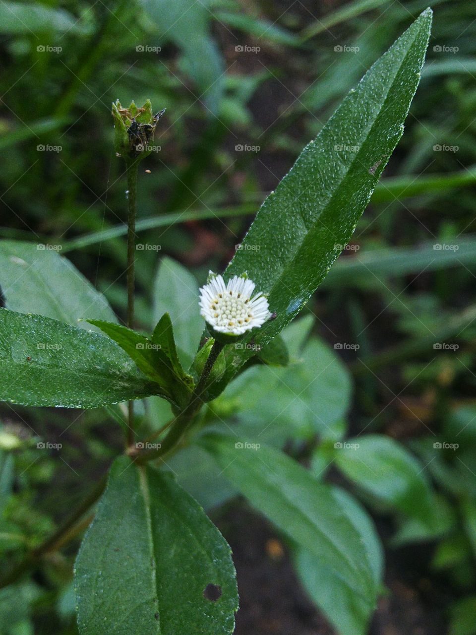 Flowers or Urang-aring plants are mostly found wild as weeds.