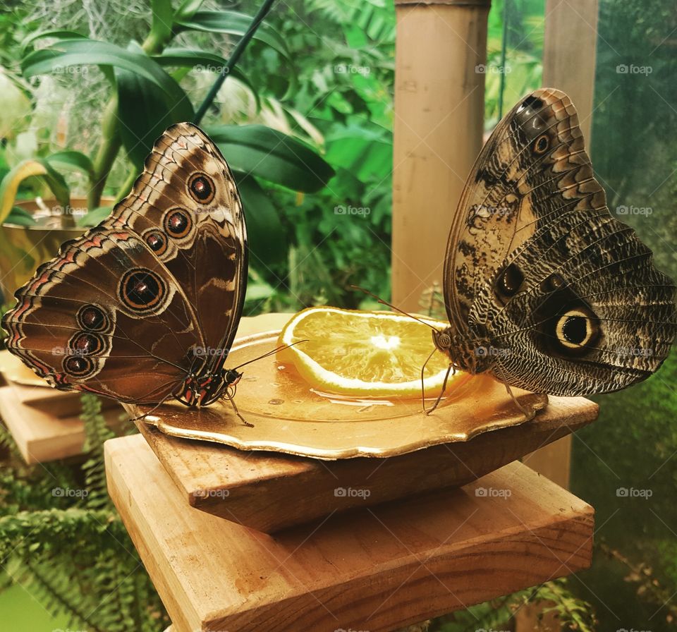 two butterfly