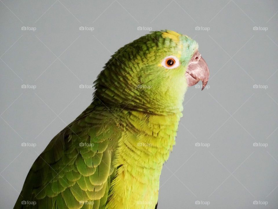 A green gradient beautiful blue fronted amazon with yellow crown