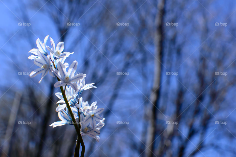 Siberian striped squill flowers growing against blue sky and barren tree landscape  in early spring conceptual resilience and beauty in natures changing seasons photography background 
