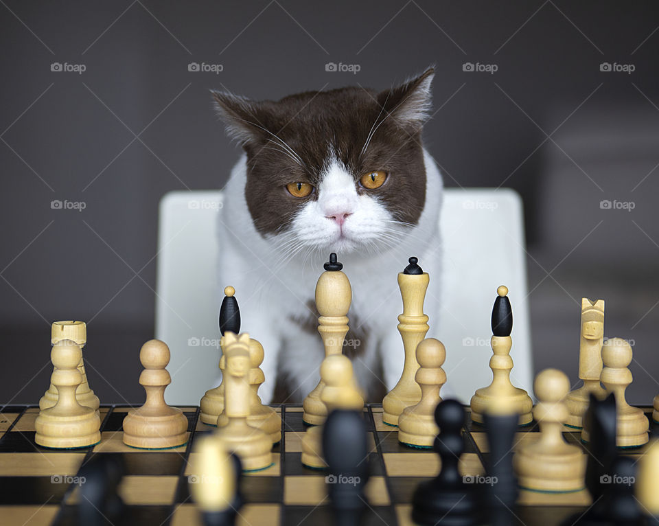 A serious cat is playing with me in a chess at home during the quarantine of the corona virus covid-19