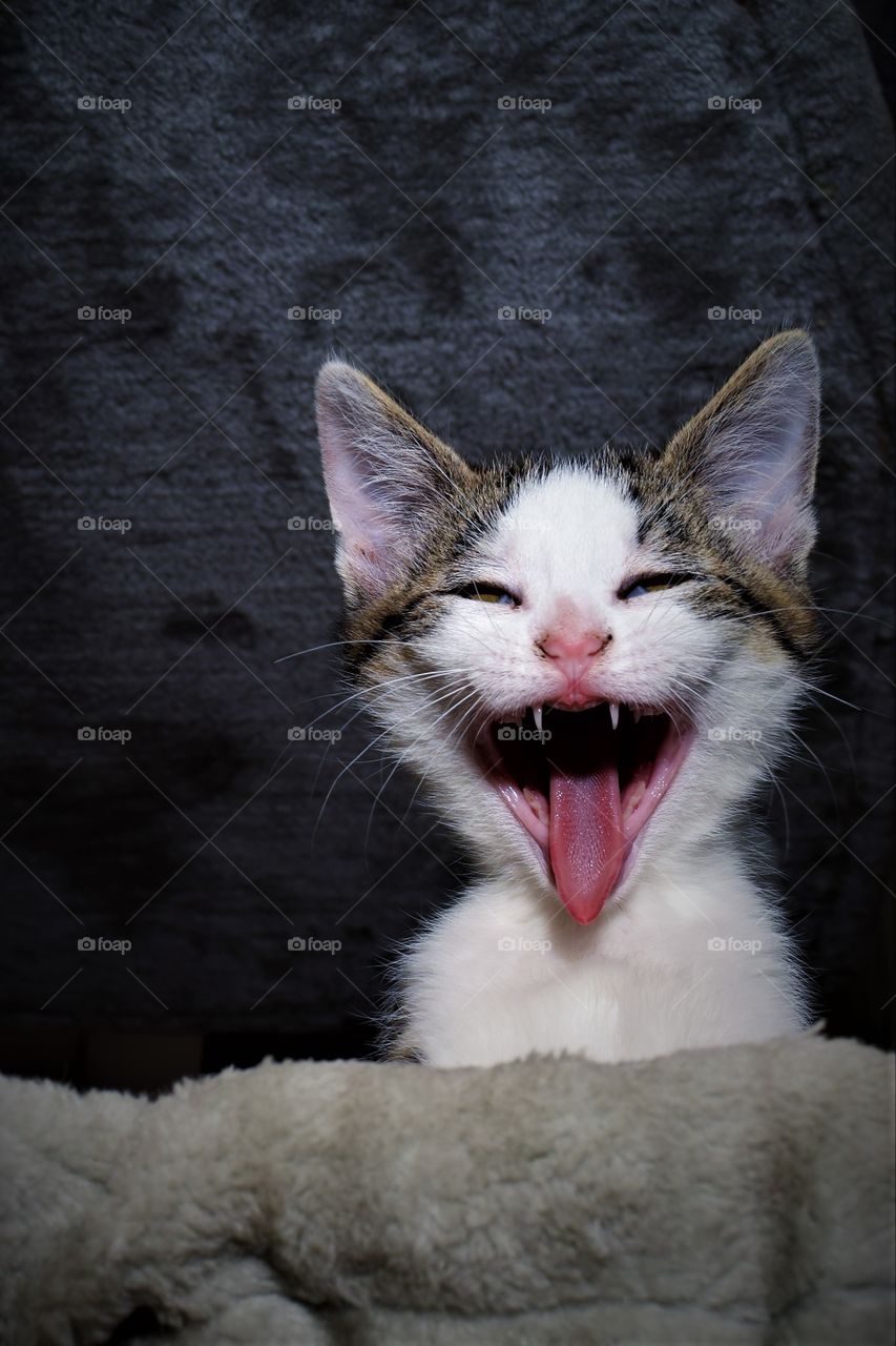 Nature creates very cute and funny creatures..like this adorable laughing / yawning little kitten!