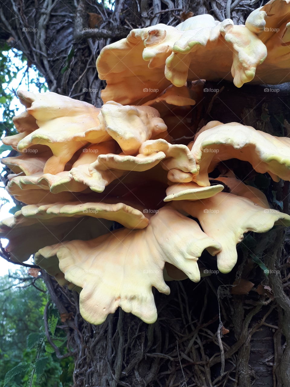 Bracket Fungus