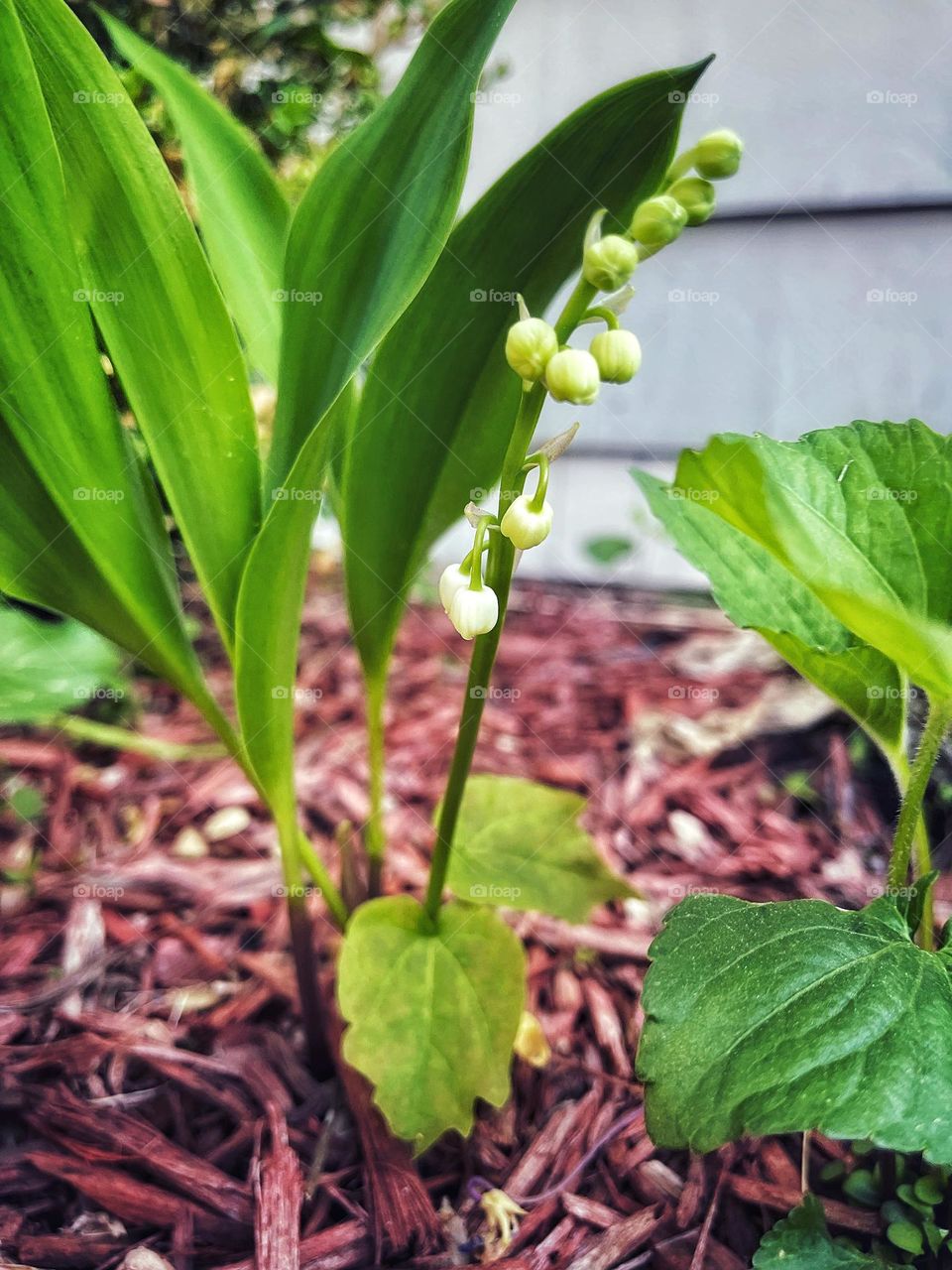 Snowdrops 