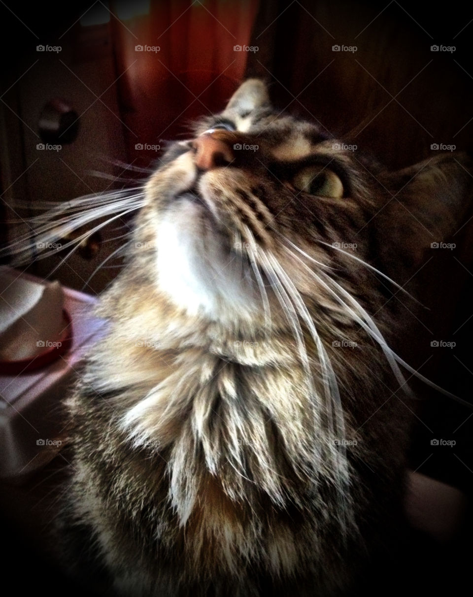 cat kitten ourania the cat animal by emmanuelgr