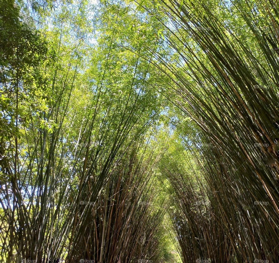tall bamboos at The park