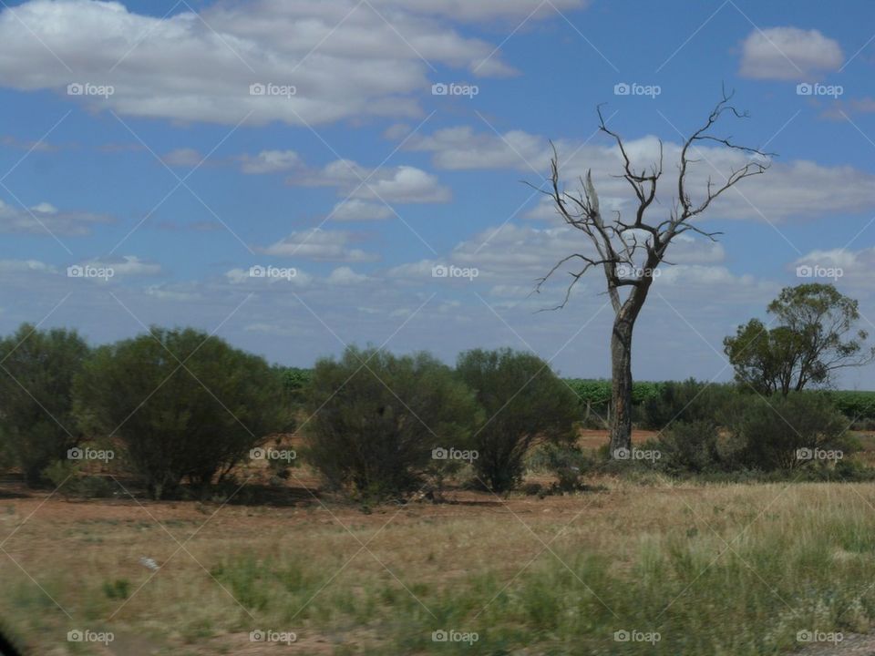 Scrubland Australia 