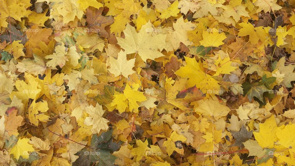 yellow foliage 