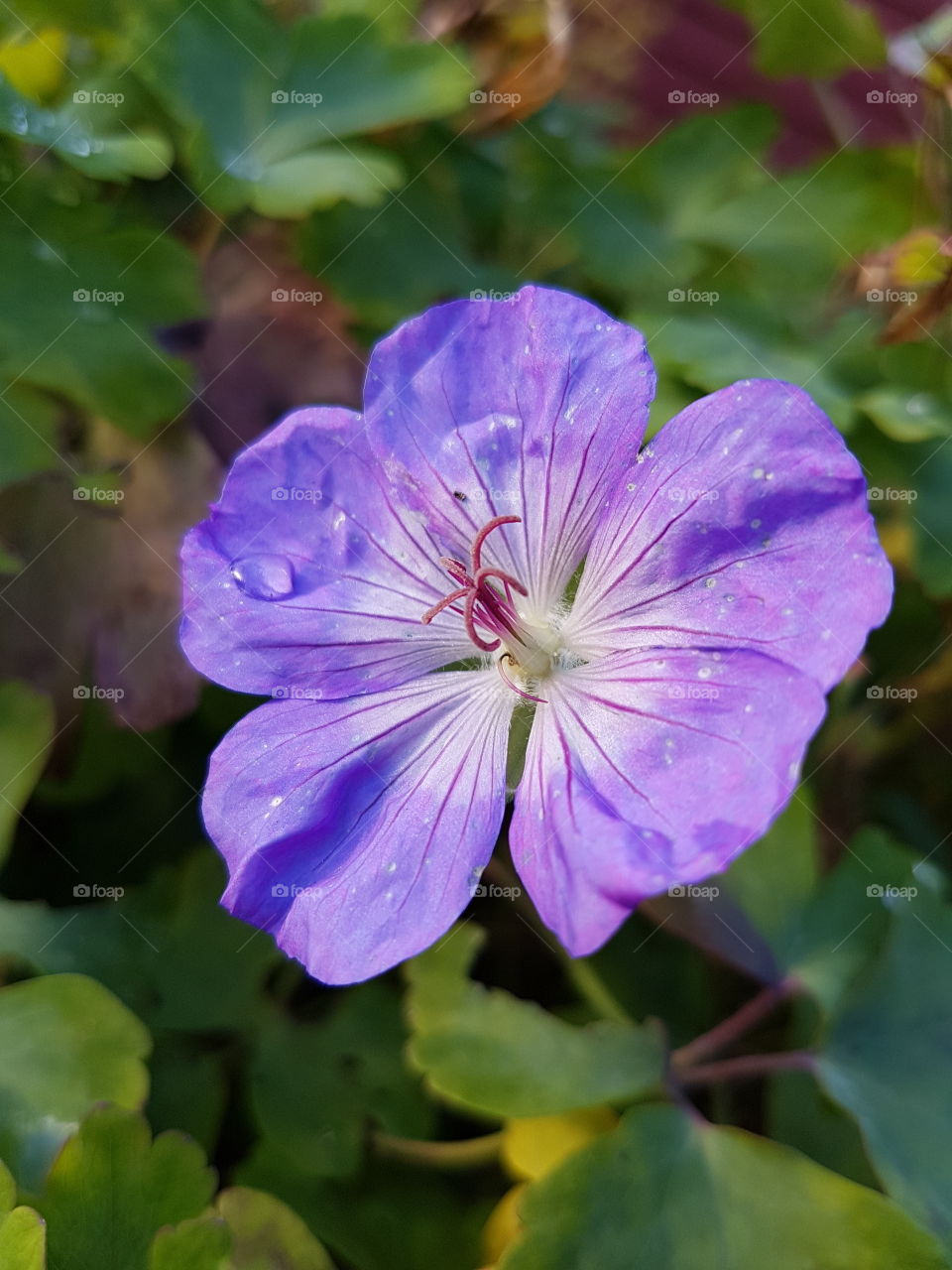 Cranesbill Flower

