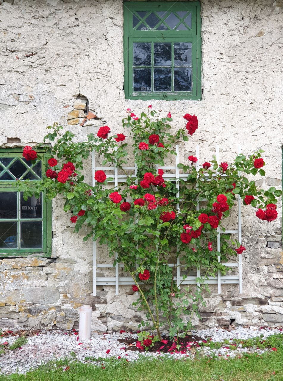 Gotland, island of roses. ❤