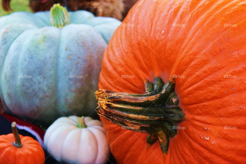 Pumpkins 