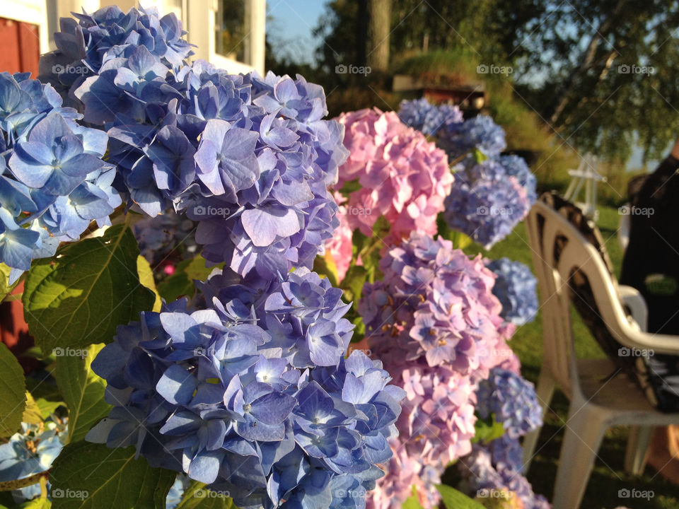 flowers italy pink blue by jonthemannen