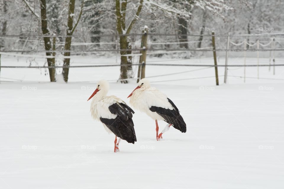 Storks